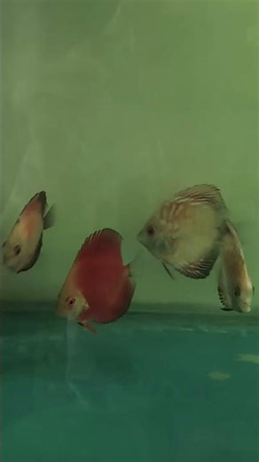 My discus fish new setup #discusfish #aquariumhobby #fishkeepinghobby #viralshorts #subcribe