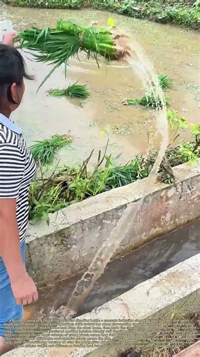 Floating Seedling Tossing: How Rural Farmers Speed Up Paddy‑Field Planting Work