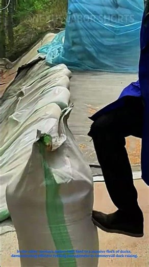 Massive Duck Farming! Free-Range Duck Herd & Feed Management