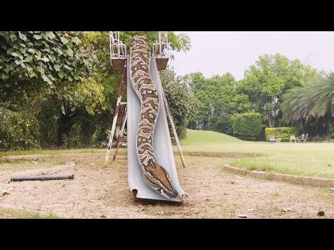 Giant Anaconda vs. T-Rex: Who Wins? PART 5