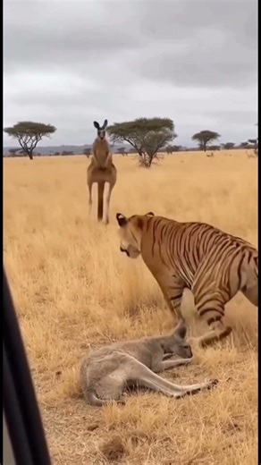 Tiger Faces a Dying Kangaroo… What Happens Next Will Shock You!