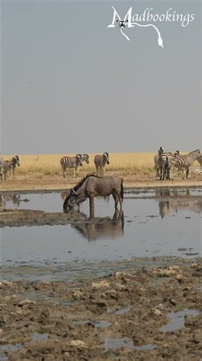 Blue wildebeest and zebra in Etosha, Namibia.