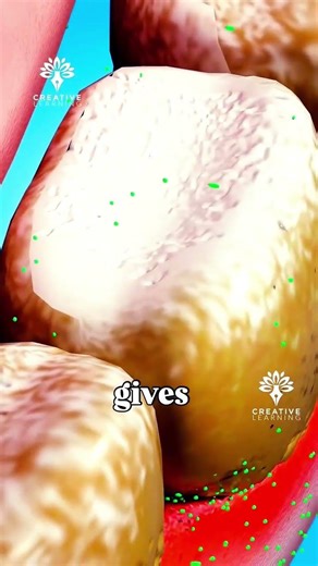 Floss karna Zaruri hai 🦷🪥#flossing #indradentalvlogs #shorts #brushing