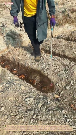 Ginger Planting: Farmer Sows Ginger and Sprays Rooting Water