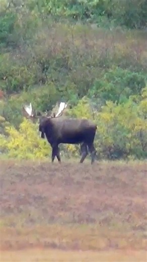 Bull Moose Hunting in Alaska #hunting #moosehunting