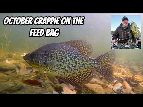 OCTOBER CRAPPIE ON THE FEED BAG- Tips & Tactics for Fall