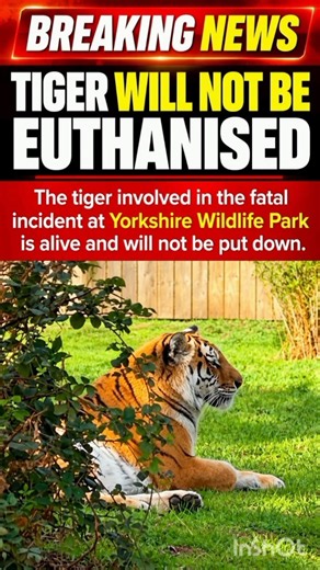 Yorkshire Wildlife Park Tiger Will NOT Be Euthanised After Fatal Attack