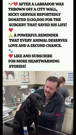 🐶💔 Ricky Gervais Saves Injured Labrador! #shorts