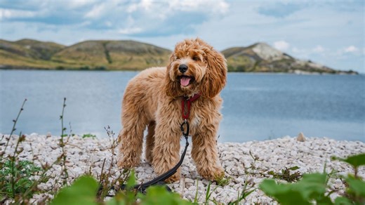 Vets caution that 'designer dog' breeds come with more behavioural problems