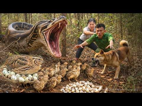 72 Hours of Terror😱Giant Python Attacks Quail Nest in Forest – Dog Fights to Save Dozens of Chicks!