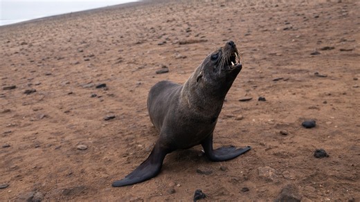 5 seals needed help from one rescuer - tangled rope made the job difficult