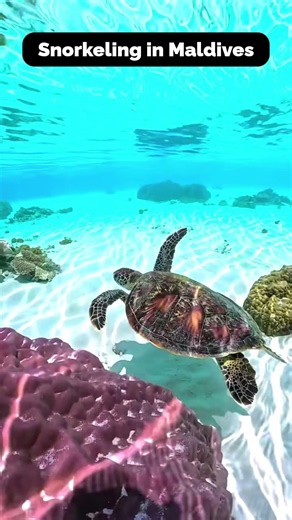 The Romance of the Sea 🌊❤️ Snorkeling in Maldives #Snorkeling #Maldives