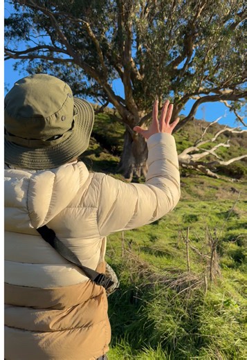 how could you be SO STUPID! (i’m joking heehee!) but yes, as pretty as they are, eucalyptus are invasive to california. most species were introduced from australia in the late 1800s for lumber and windbreaks, but they spread quickly and outcompete native plants. they also change soil chemistry and burn very intensely in wildfires, which makes them especially problematic in california’s fire-prone landscapes. i find it fascinating how something so useful in one place can be problematic in another