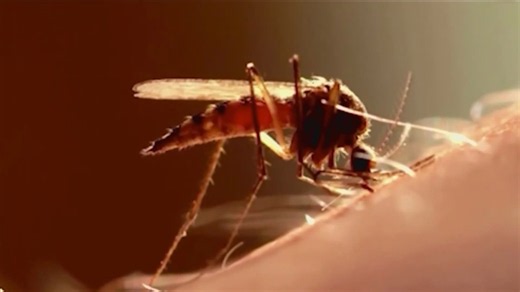 West Nile virus detected in San Diego - How to protect yourself
