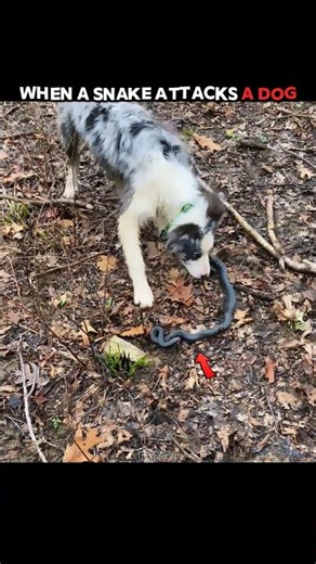 When a Snake Tests a Dog's and Cat's Reflexes #trending #animals #wildlife #youtubeshorts #dog #cat