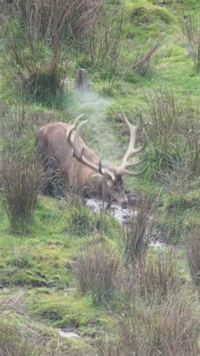 Giant Elk Hunt with Rifle |PerfectLong Range Shot#охота#hunting#deerhunting#huntingwear