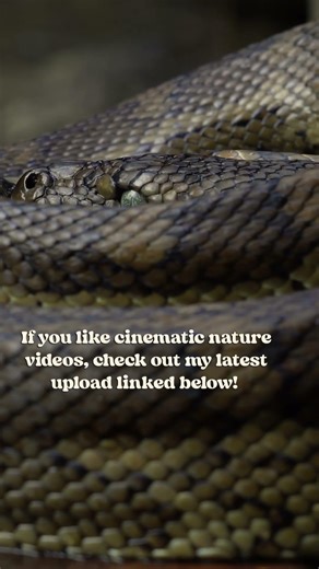 Eye to Eye with Australia's Biggest Python #nature #wildlife
