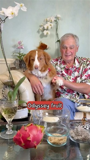 Odyssey fruit