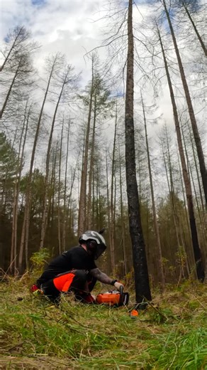 Basic felling technique for your small tree felling assessment day. (Unit 203/CS31) @mediarbtraining demos the basic felling technique you will carry out on your NPTC training and assessment day. Check out our full video series made with Danny on our YouTube. If you’re about to take your tickets or know someone that is, these might help! Check them out 👍 #nptc #treefelling #arborist #forestry #chainsaw | Honey Brothers Ltd - Arboricultural Equipment Specialists