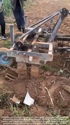 Harvesting Green Onions with a Tractor! 🚜🌱