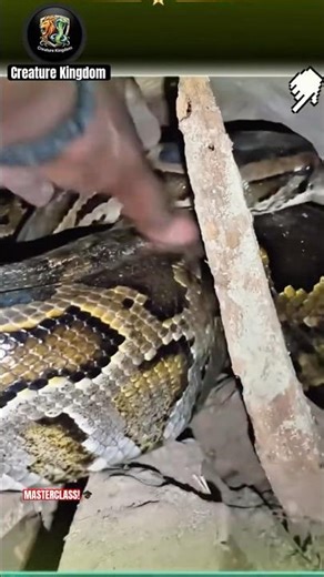 Wall Python! 🐍 Extreme Field Rescue! #Shorts