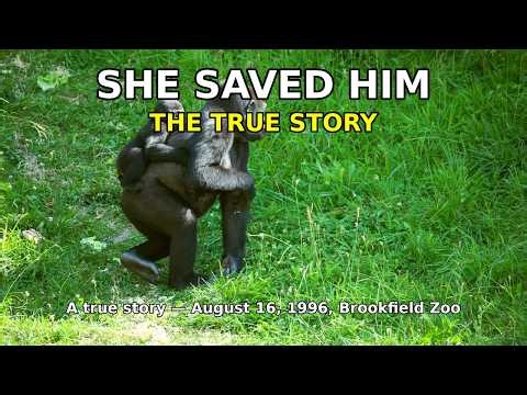 SHE SAVED HIM | Binti Jua the Gorilla Who Rescued a Boy | True Story