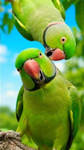 Parrots ringneck talking parrots #parrot #ringneckparrot #talkingparot