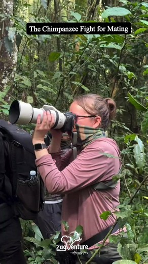 Witnessing a Live Chimpanzee Fight for Mating in Kibale National park - Uganda