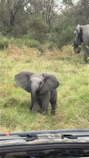 Ferociously Adorable Baby Elephant Gives His Best Charging Attempt