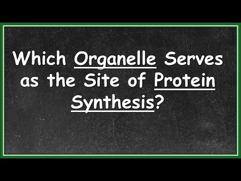 Which Organelle Serves as the Site of Protein Synthesis? | MCQ | Cell Biology