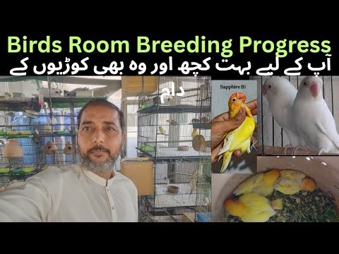 My Birds Room Breeding Progress|| Lovebirds Finches| Java Sparrow | Cocktail|| Asif Birds Farm