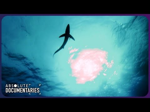 Why Biodiversity Matters - Saving Earth's Endangered Species