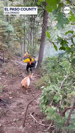Goat helps give Colorado firefighters an escort to blaze