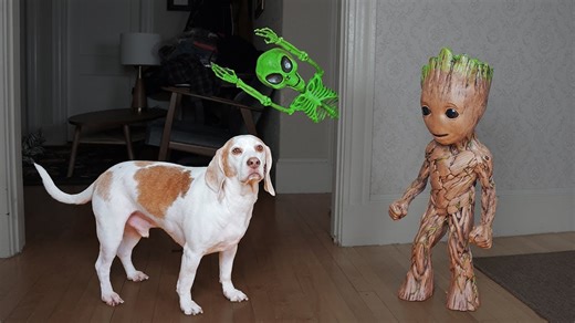 Groot rescues thankful dogs from alien skeleton prank