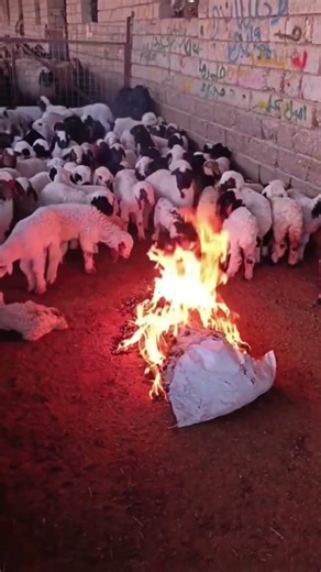 #pigeon #food #food #اكلتك #birds #noodles #kabootarba #pizza