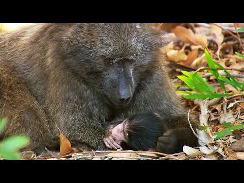 The Hard Realities Faced by Baboon Families (4K Animal Documentary)