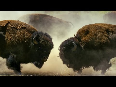 The Mighty Bison: King of the Grasslands#animals #ai #viralvideo #cat #shortsvideo #youtubeshorts