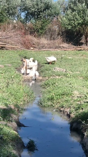 Amazing Geese – Funny, Smart & Beautiful Farm Birds!