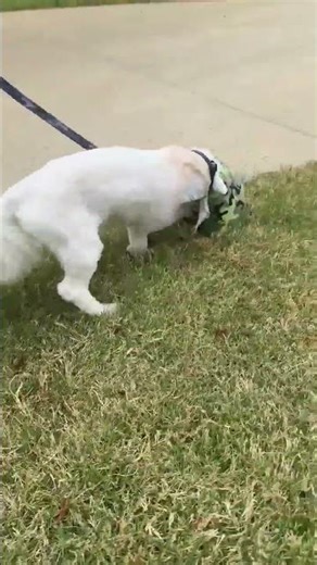 Young Pup Faces Death With Necrotic, Rotting Leg After Dog Attack & Neglect [STORY BELOW]