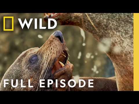 Rising From the Ashes: Australia's Wild Coast (Full Episode) | Primal Combat | Nat Geo Animals