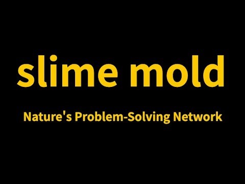 slime mold ( in Biology )