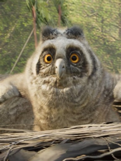 Spread your creative wings with aviaries in Planet Zoo 2! Create beautiful homes for amazing new flying species. Coming to all platforms on October 13. Pre-order now - link in bio. #PlanetZoo2