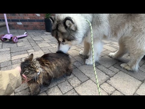 What Happened To Our Adopted Cat??