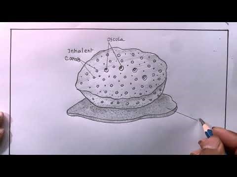 Drawing Easy Diagram Of Euspongia/How To Draw Diagram Of Euspongia Step By Step