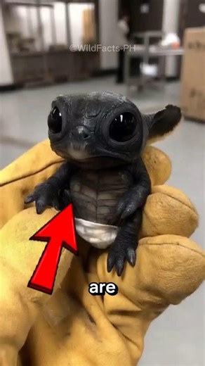 Top 4 Animals That Look Like Aliens 👽