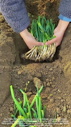 Planting Garlic Sprouts in Small Holes! 🌱🧄