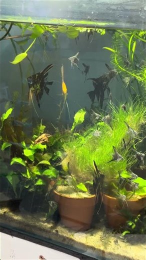 Angelfish for sale!! #aquarium #fishkeepinghobby #exoticaquariumfish #fishtypes