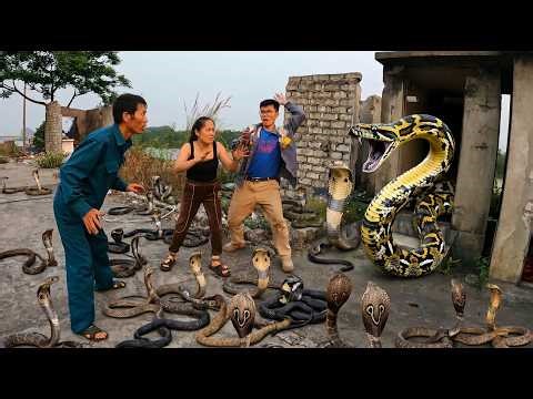 3 Brave Hunter Team-up Catching a Big Golden Python and Snake by Bare Hand