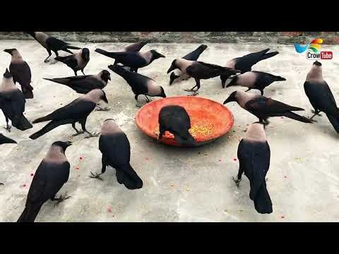 Many crows crowing sounds and crowing noises in the morning | Crow feeding cheese, Part-153