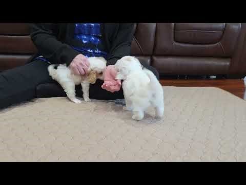 🐾 _Meet Two of the Sweetest Cavapoo Puppies Ready April 1st!_ 🐾 Call text 904-838-9628